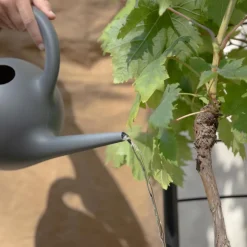 Eva Solo Simply Grow espalier sort